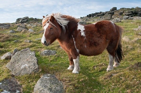 dartmoor