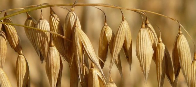 The Oat – The Heart of Scottish Food