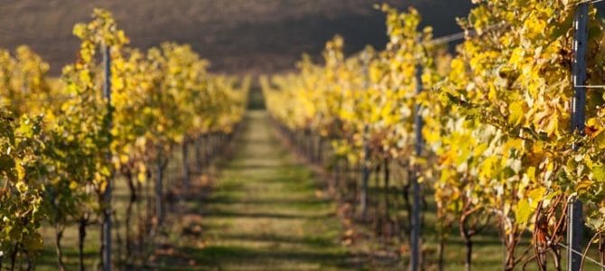 British Wine Market Continues to Grow